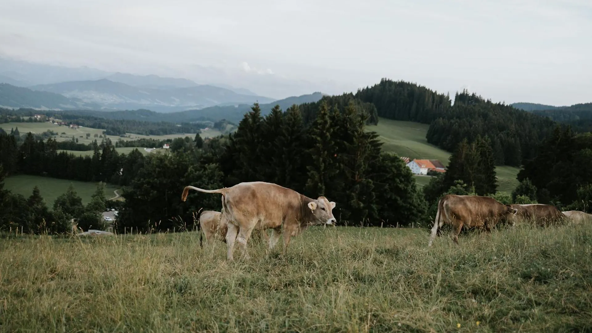 Heimatel - Ferienhaus Bluemele Scheidegg Alemania